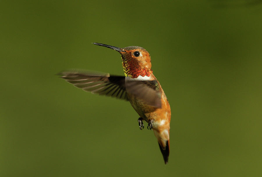 Rufous Photograph by Ronnie And Frances Howard