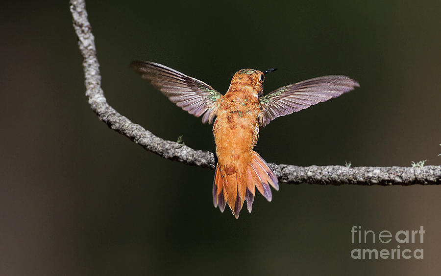 Rufous hummingbird showing off the hindquarters  Photograph by Ruth Jolly
