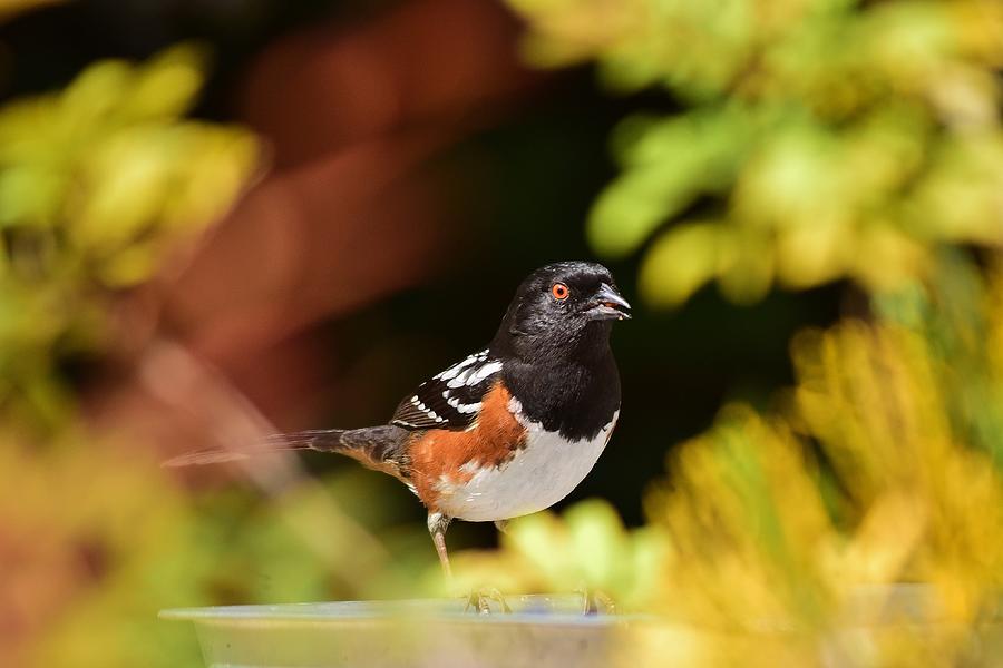 Spotted Towhee 1 Photograph by Linda Brody