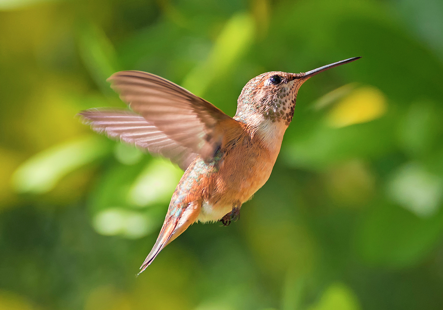 Rufous Sparkling in the Sun Photograph by Loree Johnson