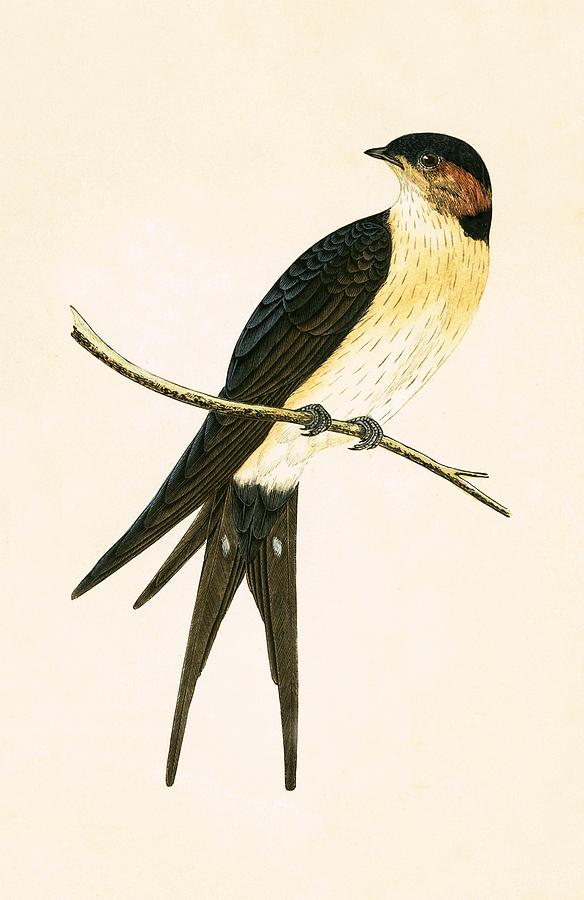Nature Painting - Rufous Swallow by English School