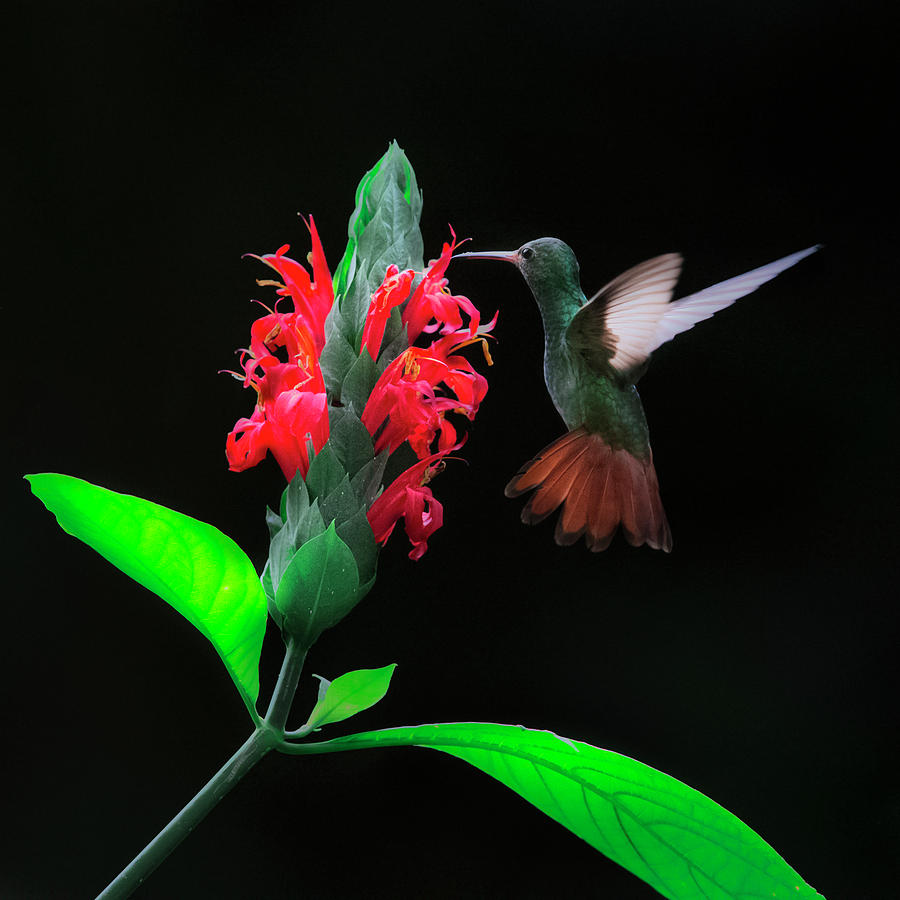 Rufous Tailed Hummingbird Photograph by Quynh Ton | Fine Art America