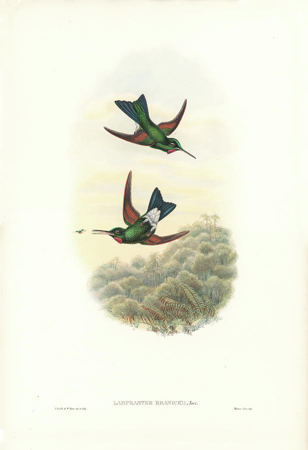 Rufous-webbed Brilliant Hummingbird Heliodoxa branickii Painting by John and Elizabeth Gould