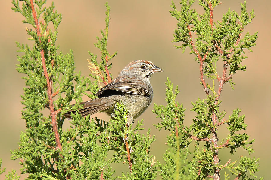 Rufus-crowed Sparrow Photograph by Alan Lenk
