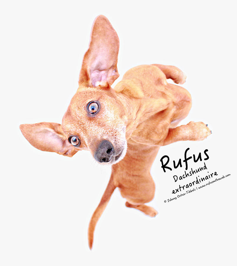 Dachshund Photograph - Rufus dachshund extraordinaire  by Johnny Ortez-Tibbels
