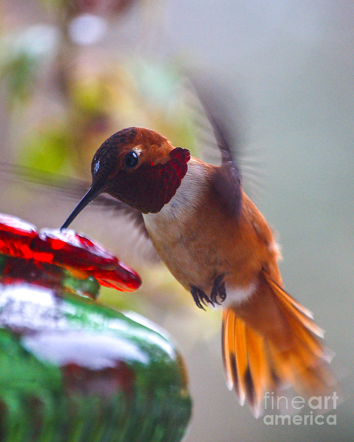 Rufus Hummingbird at the Feeder Photograph by Chuck Flewelling