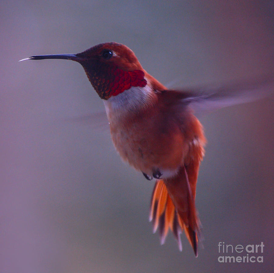 Rufus Hummingbird Photograph by Chuck Flewelling