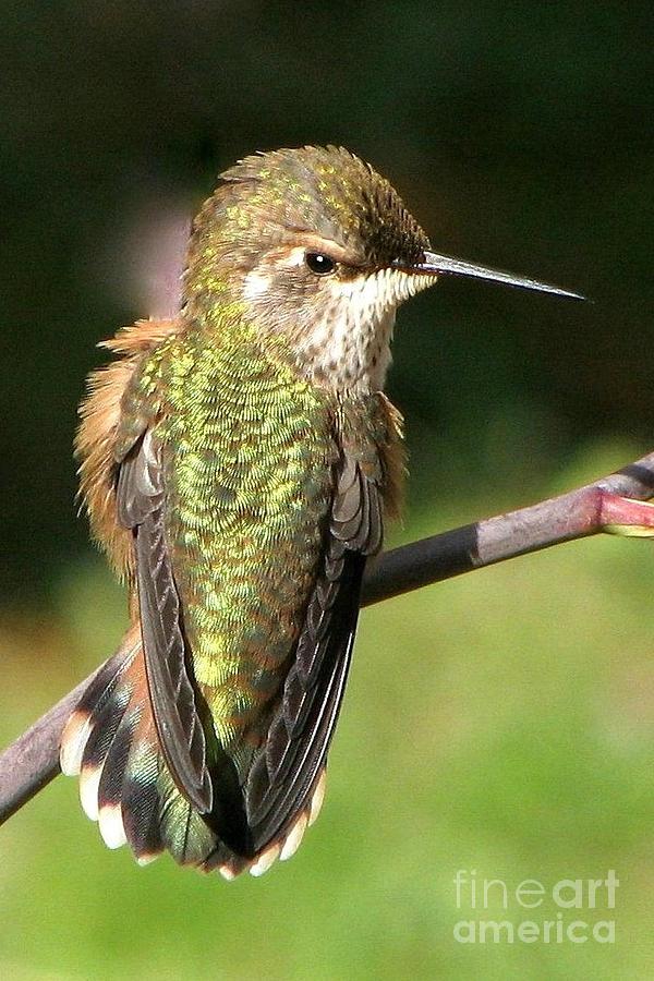 Hummingbird Photograph - Rufus Hummingbird by Frank Townsley