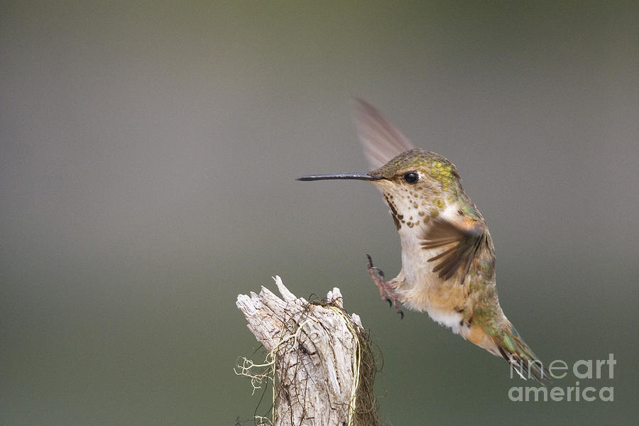 Hummingbird Photograph - Rufus Hummingbird Landing by Tim Grams