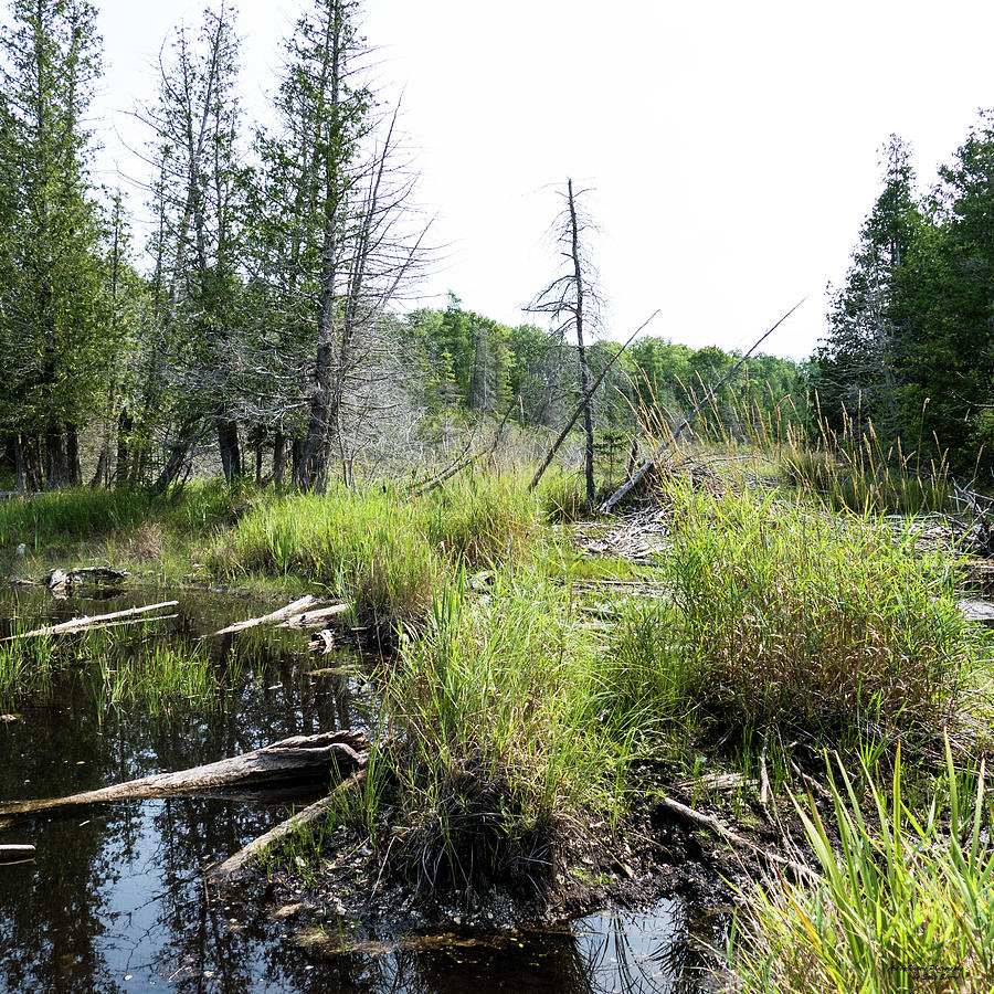 Rugged Beauty of Beaver Swamp Photograph by Sally Sperry