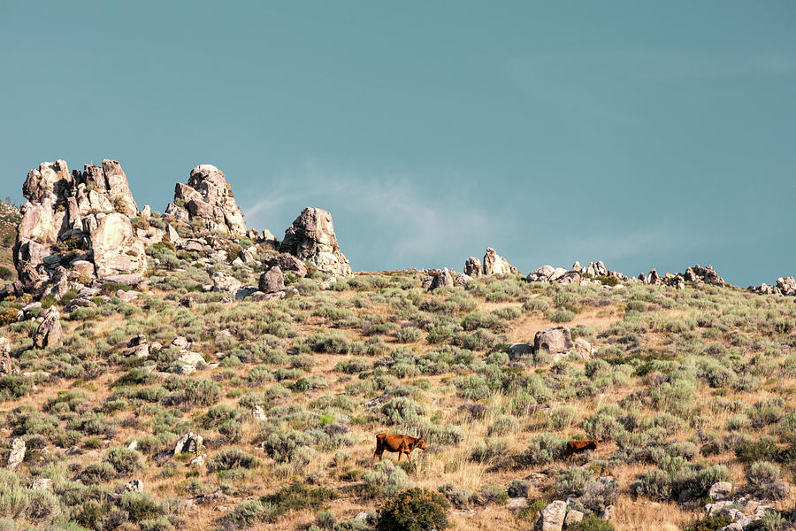 Rugged Pasture Photograph by Todd Klassy