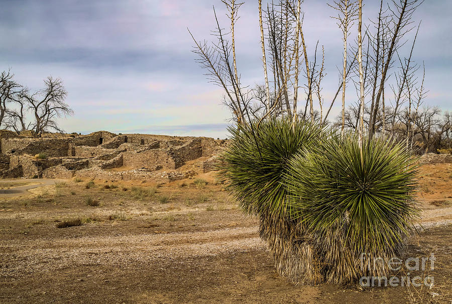 Ruins And Yucca Faxoniana Photograph by Jaime Miller