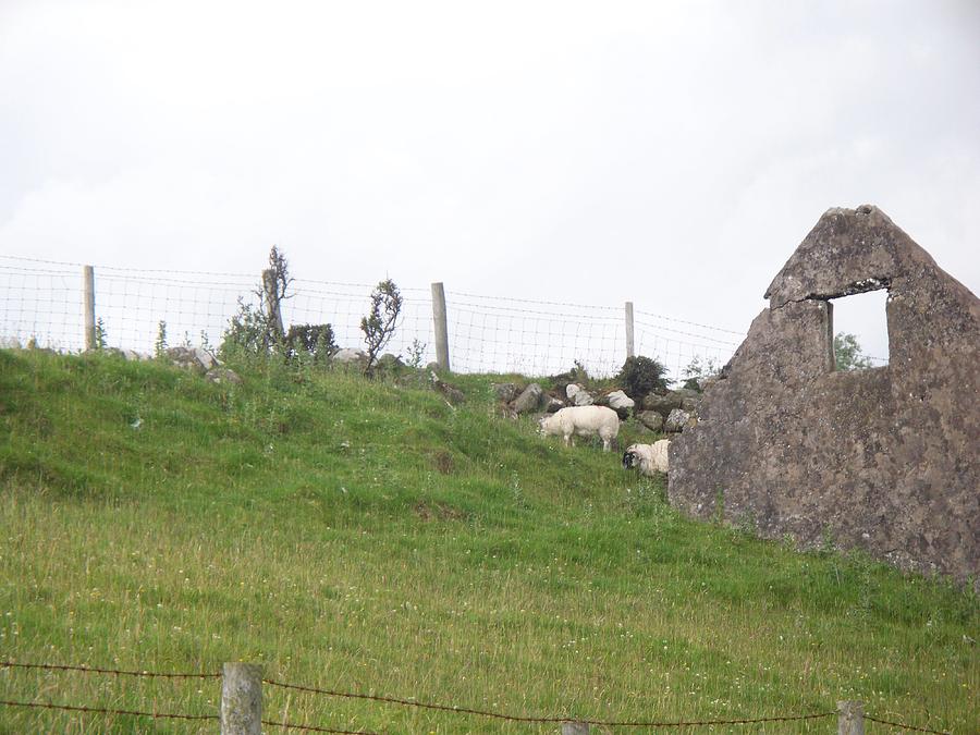 Grazing Sheep by Ruins in the Highlands of Scotland Photograph by Kenlynn Schroeder