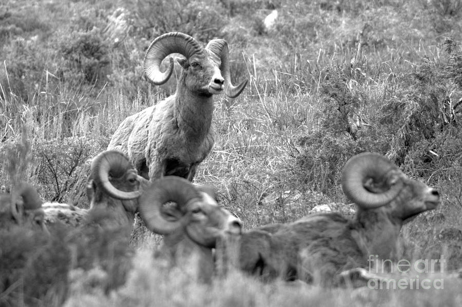 Ruler Of The Flock Black And White Photograph by Adam Jewell