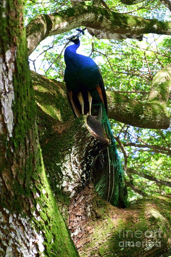 Peacock Photograph - Ruler of the Roost by Mary Deal