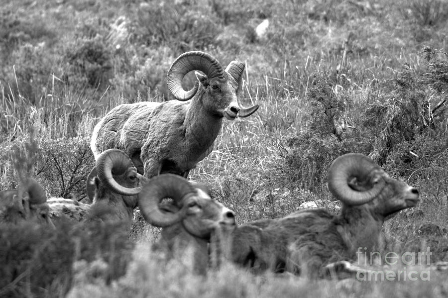 Ruler Of The Yellowstone Bighorn Brawlers Black And White Photograph by Adam Jewell