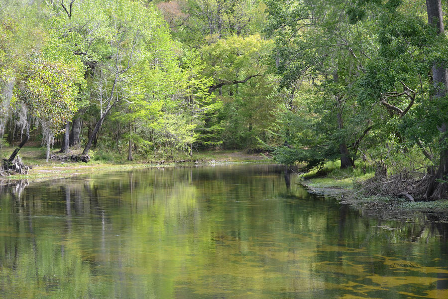 Rum Island Split Santa Fe River Florida Photograph by Roy Erickson