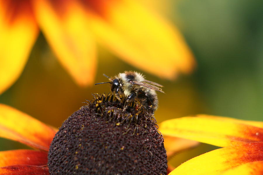 Rumble bee Photograph by David Barker