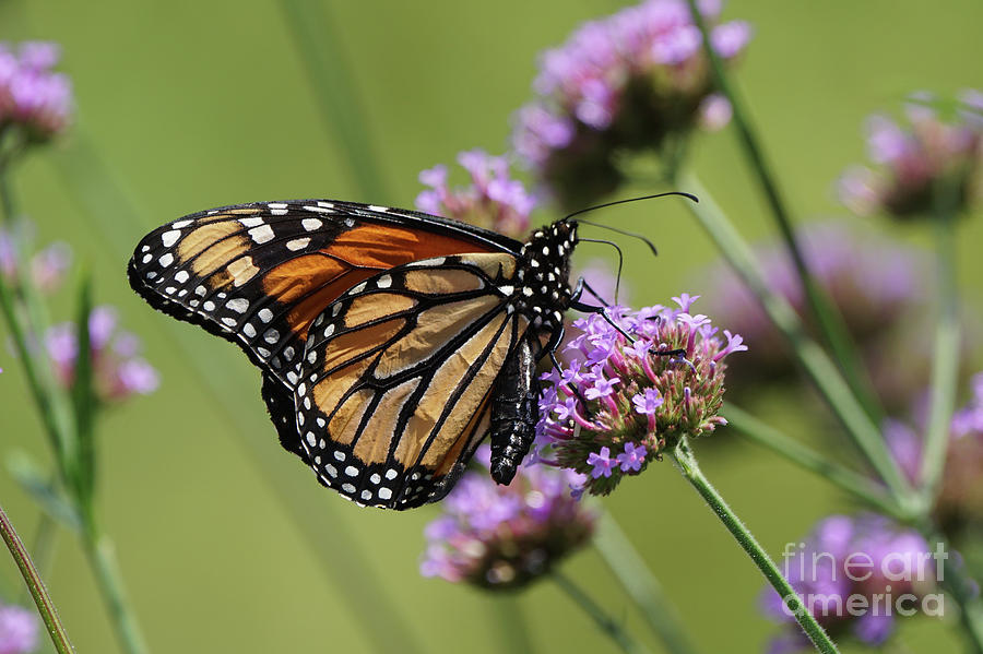 Rumpled Monarch Butterfly Photograph by Robert E Alter Reflections of Infinity
