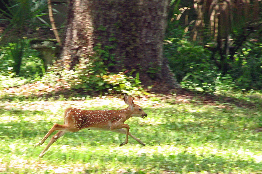 Run Bambi Run Photograph by Peggy Urban