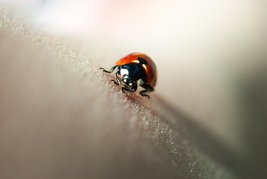 Run ladybug Photograph by Angelle Holmes - Fine Art America