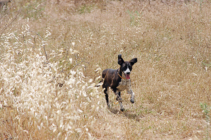 Run Puppy Run Photograph by Jez C Self