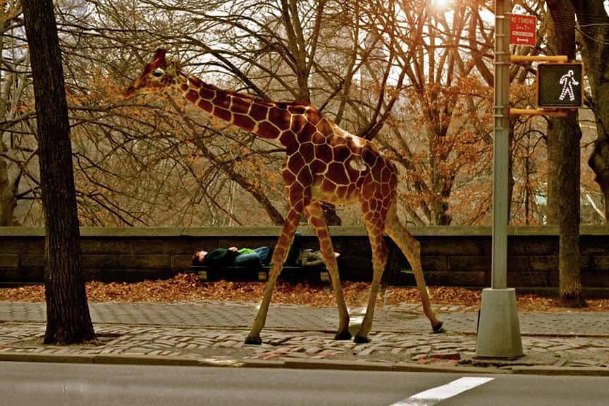Runaway Giraffe in New York City Photograph by Femina Photo Art By Maggie