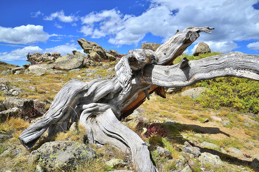 Runner Bristlecone Photograph by Ray Mathis