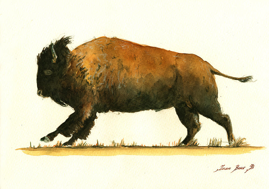 Bison Painting - Running American buffalo by Juan  Bosco