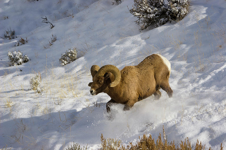 Running Bighorn Ram in Snow Photograph by Mark Miller