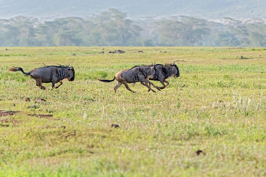 Running Blue Wildebeest in Tanzania Photograph by Marek Poplawski
