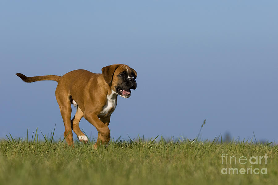 Dog Photograph - Running Boxer Puppy by Jean-Louis Klein & Marie-Luce Hubert