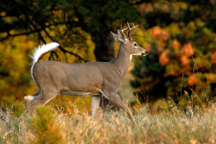 Running Buck Photograph by Larry Ricker