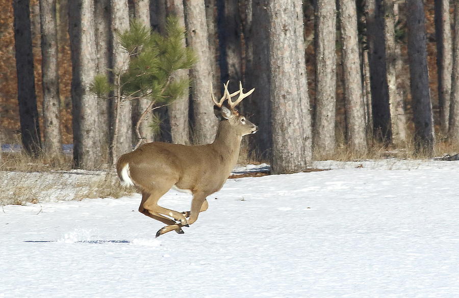 Running Buck Photograph by Marty Timmerman