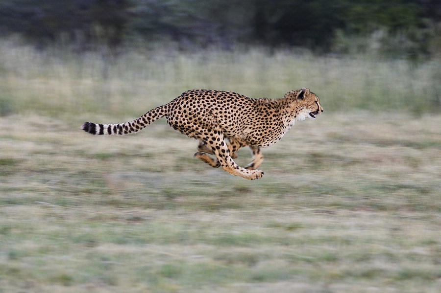 Running Cheetah in Namibia Photograph by Suzi Eszterhas