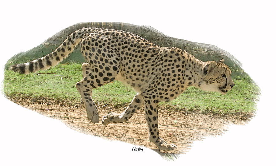 Running Cheetah Digital Art by Larry Linton