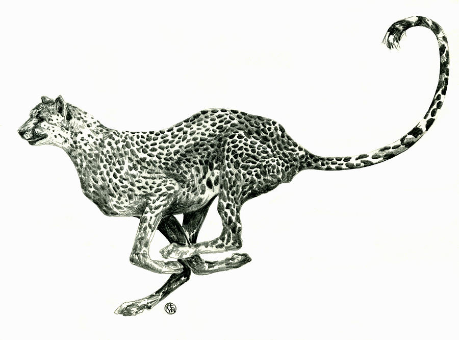 Nature Drawing - Running Cheetah by Shirley Heyn