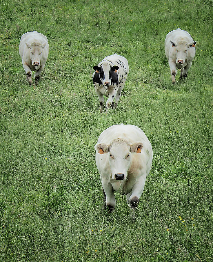 Running Cows 6270068-59 Photograph by Deidre Elzer-Lento