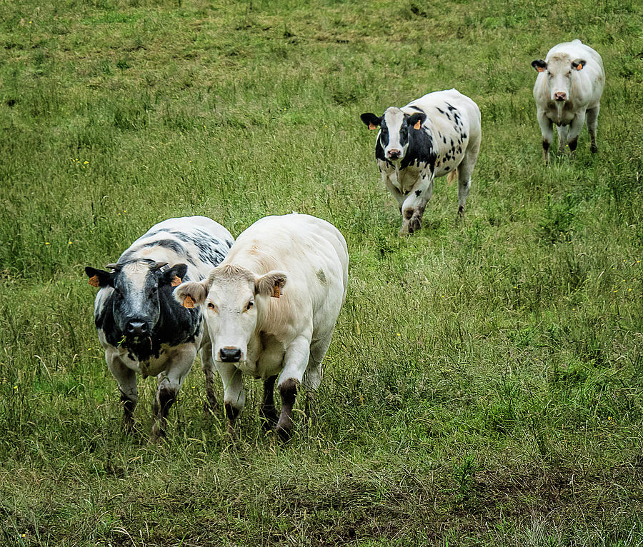 Running Cows 627071-60 Photograph by Deidre Elzer-Lento