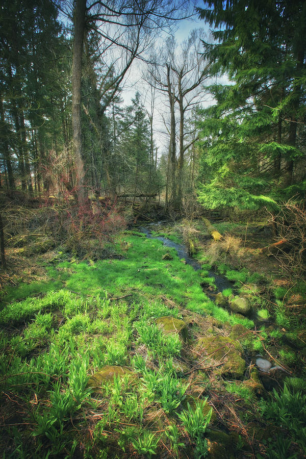 Running Creek in Woods - Spring at Retzer Nature Center Photograph by Jennifer Rondinelli Reilly - Fine Art Photography