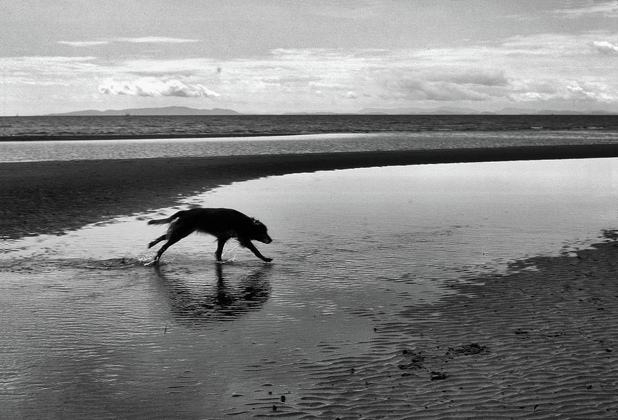 Running Dog BW Photograph by Lyle Crump