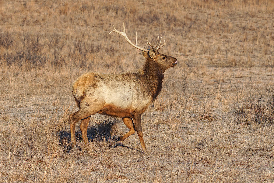 Running Elk Photograph by Alan Hutchins