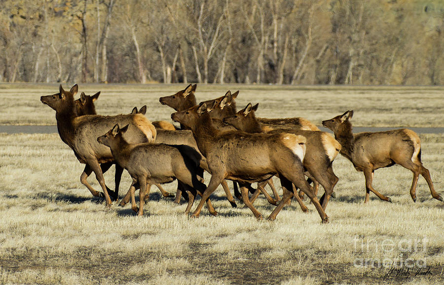 Running Elk-Signed-#8123 Photograph by J L Woody Wooden
