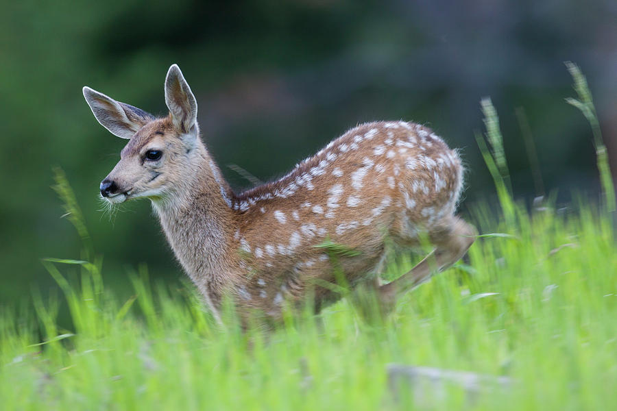 Stotting Fawn Photograph by Mark Miller