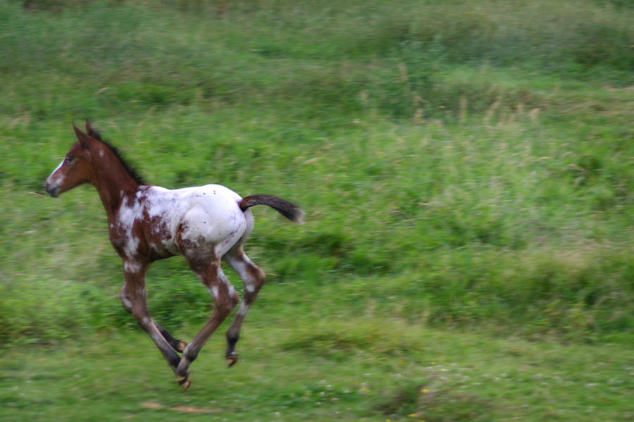 Running Filly Photograph by Brook Burling