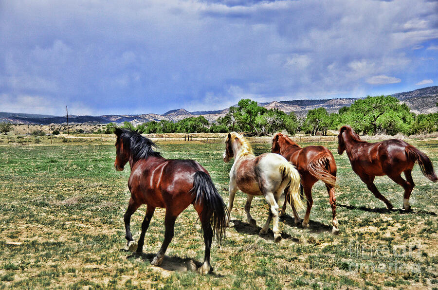 Horse Photograph - Running Free  by Debby Pueschel