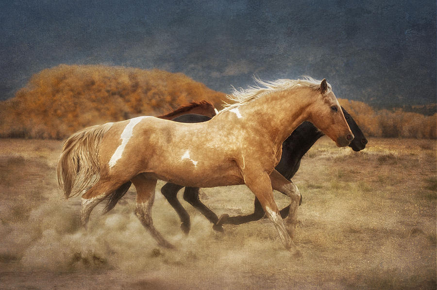 Horse Photograph - Running Free by Heather Swan