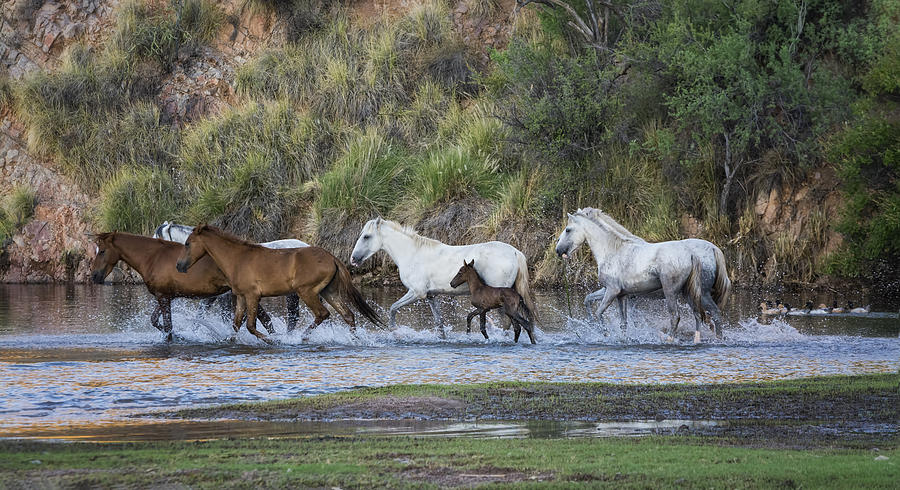Horse Photograph - Running Free on the River  by Saija Lehtonen