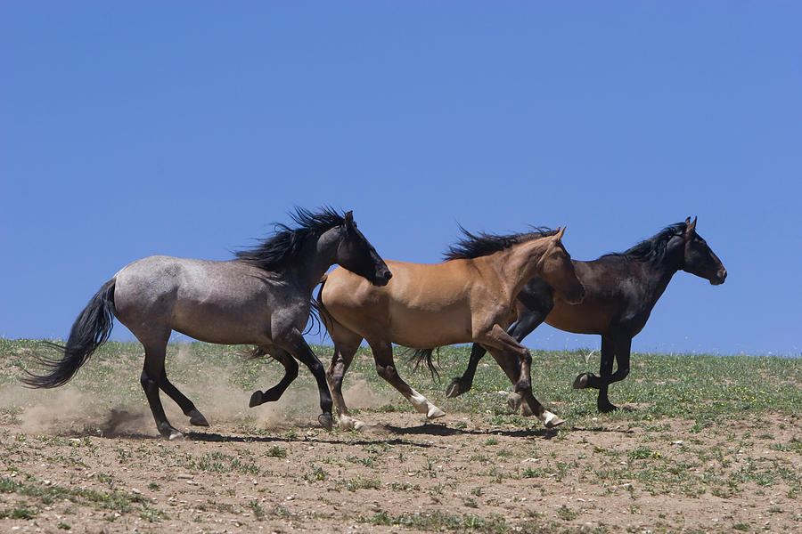 Running Free- Wild Horses Photograph by Mark Miller