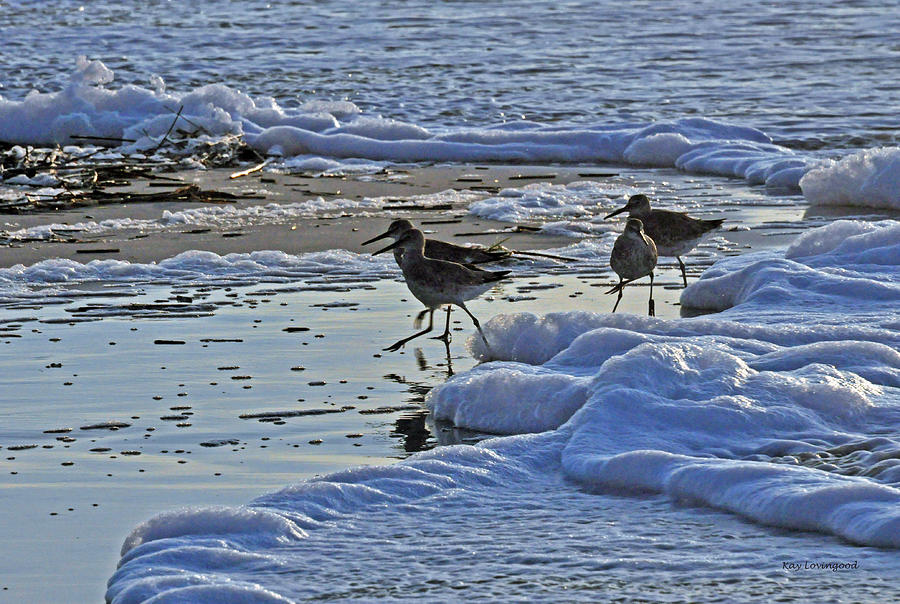 Bird Photograph - Running from the Waves by Kay Lovingood